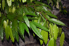 Agasthiyamalaia pauciflora